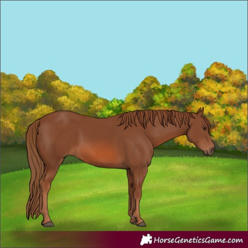 Horse Color:Chestnut 