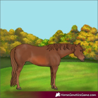 Horse Color:Chestnut 