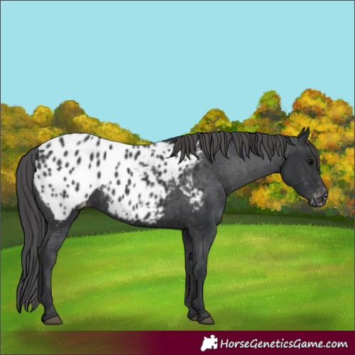Horse Color:Black Appaloosa Rabicano 