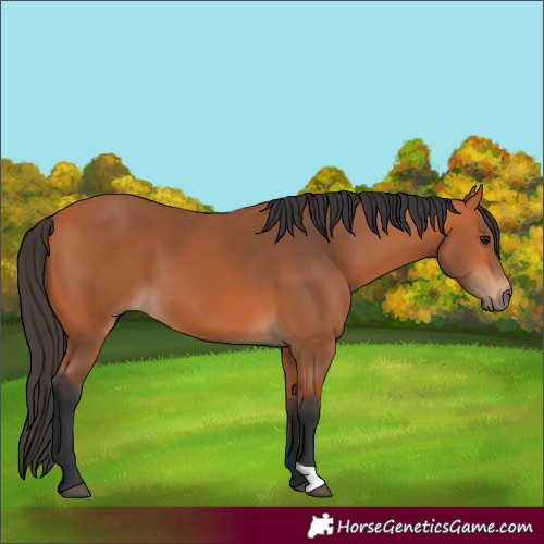 Horse Color:Bay 