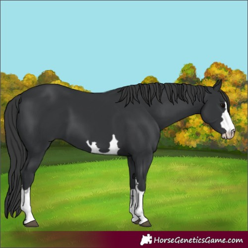 Horse Color:Black 