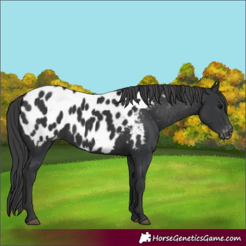 Horse Color:Black Appaloosa Rabicano