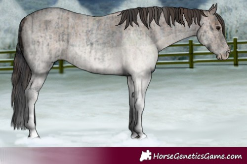 Horse Color:White Spotted Blue Roan Rabicano  and White Spotted Classic Champagne Roan Rabicano 