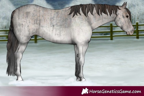 Horse Color:White Spotted Blue Roan Rabicano and White Spotted Classic Champagne Roan Rabicano