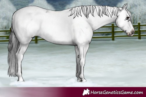 Horse Color:White Spotted Blue Roan Splash Frame Appaloosa 