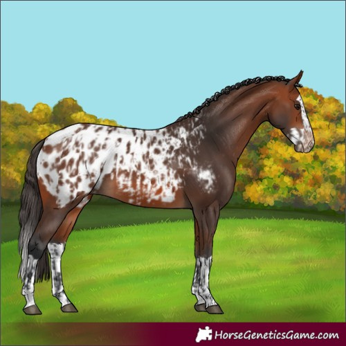Horse Color:Bay Appaloosa  and Bay Splash Appaloosa 