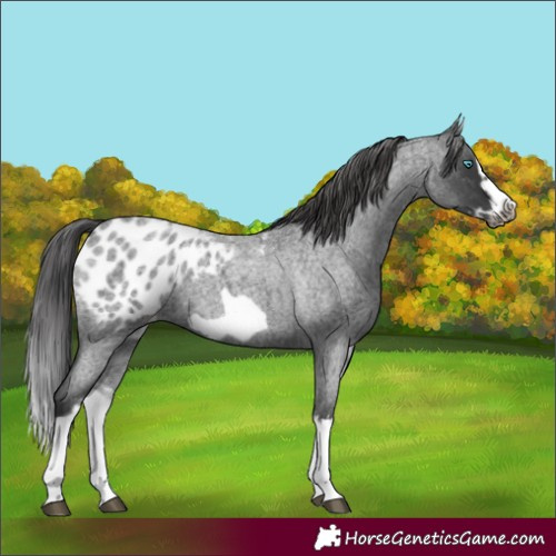 Horse Color:White Spotted Blue Roan Splash Frame Blanket 