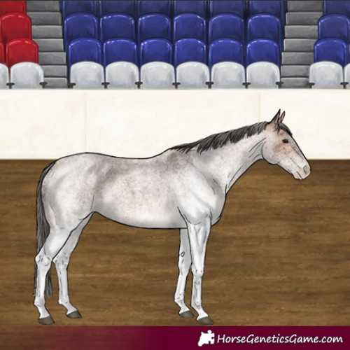 Horse Color:White Spotted Bay Roan Appaloosa