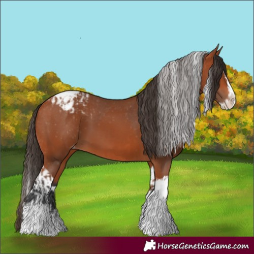 Horse Color:Bay Splash Tobiano Appaloosa  and Bay Splash Tobiano Appaloosa 