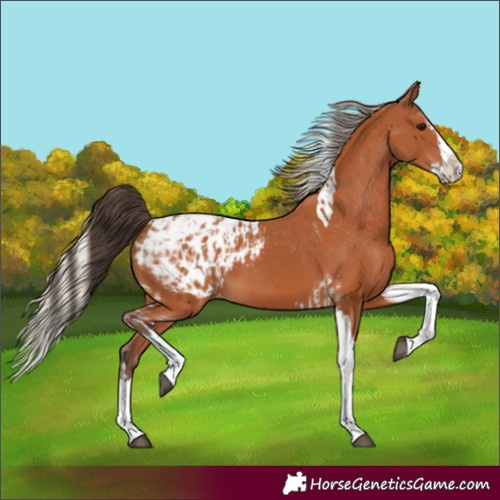 Horse Color:Bay Splash Tobiano Appaloosa and Silver Bay Splash Tobiano Appaloosa