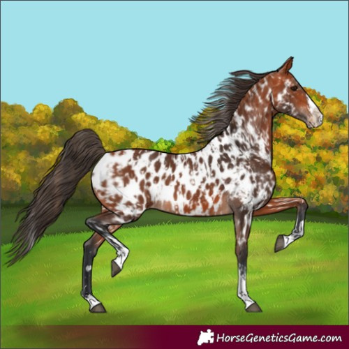 Horse Color:Bay Splash Tobiano Appaloosa  and Bay Splash Tobiano Appaloosa 