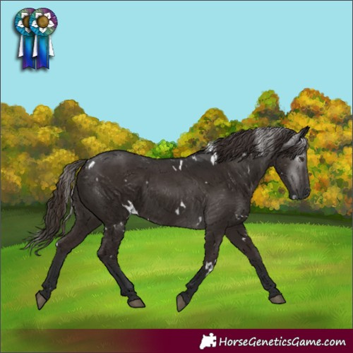 Horse Color:Gray White Spotted Liver Chestnut 