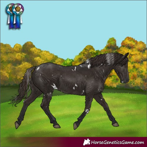 Horse Color:Gray White Spotted Liver Chestnut 