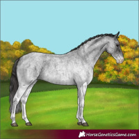 Horse Color:White Spotted Blue Roan Rabicano and White Spotted Smoky Blue Roan Rabicano