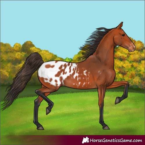 Horse Color:Bay Blanket 