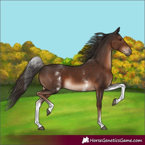 Horse Color:White Spotted Liver Chestnut 