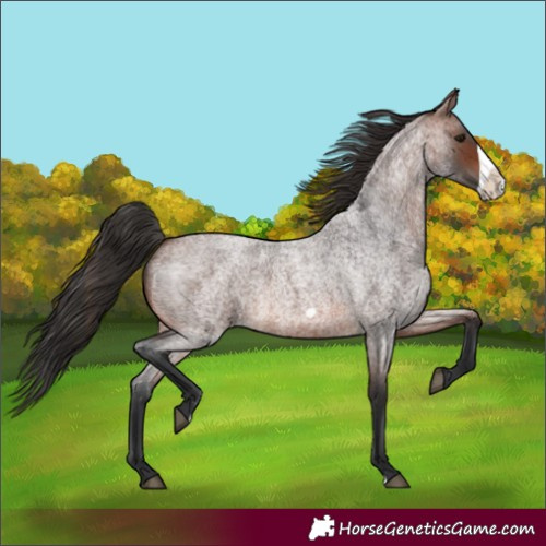 Horse Color:Brown Roan Frame 