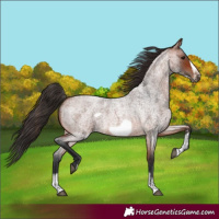 Horse Color:Bay Roan Sabino Frame 