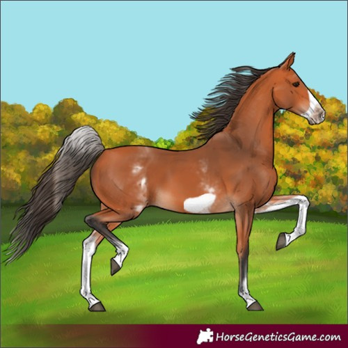 Horse Color:White Spotted Bay Frame 
