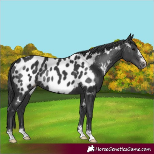 Horse Color:Black Appaloosa Rabicano