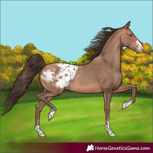 Horse Color:Amber Champagne Appaloosa