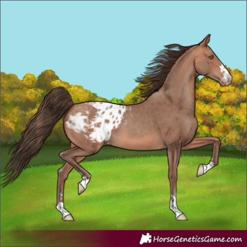 Horse Color:Amber Champagne Blanket