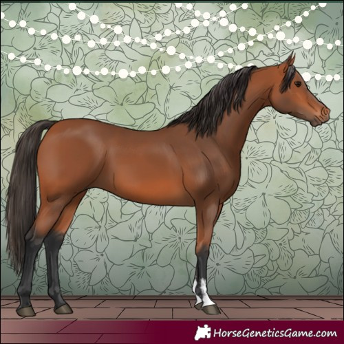 Horse Color:Bay Sabino