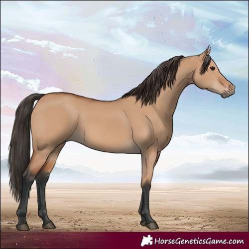 Horse Color:Bay Dun 
