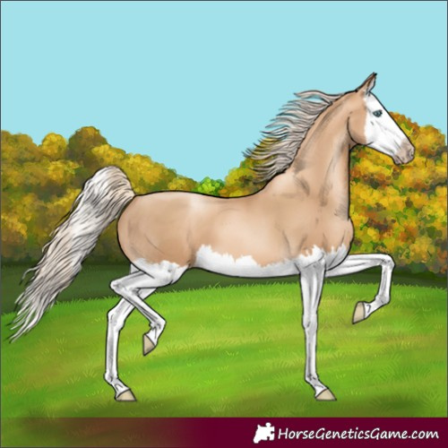 Horse Color:Gray Gold Cream Champagne Pearl Splash 