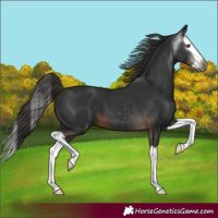 Horse Color:Gray Liver Chestnut Splash 