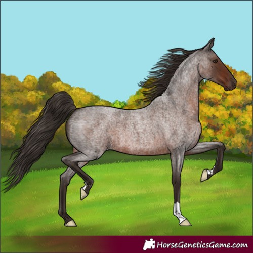 Horse Color:Liver Red Roan 