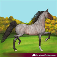 Horse Color:Liver Red Roan 