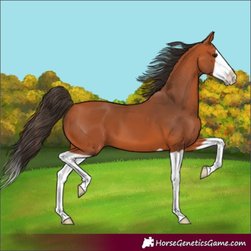Horse Color:Bay Splash