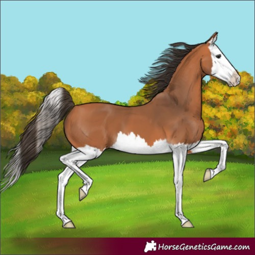 Horse Color:Unknown 