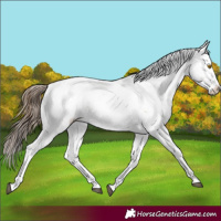 Horse Color:Brown Pearl Dun Sabino Rabicano