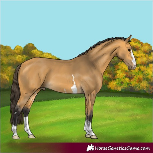 Horse Color:Buckskin
