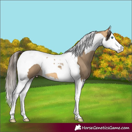 Horse Color:Sable Cream Champagne Splash Tobiano