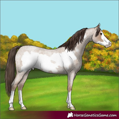 Horse Color:Classic Champagne Roan Frame