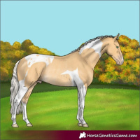 Horse Color:Silver Amber Cream Champagne Tobiano Rabicano