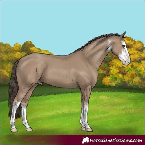 Horse Color:White Spotted Classic Champagne