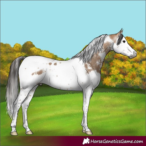 Horse Color:Gray Bay Dun Sabino Splash Tobiano