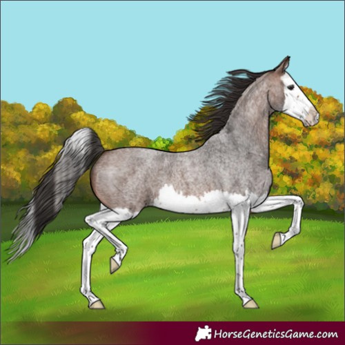 Horse Color:Brown Roan Splash 