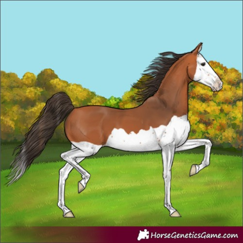 Horse Color:Bay Splash