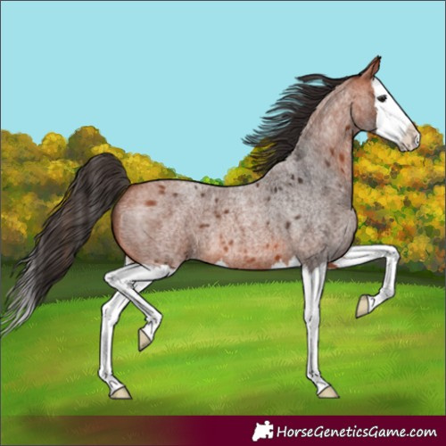 Horse Color:Unknown 