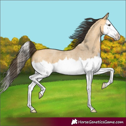 Horse Color:Buckskin Roan Dun Splash