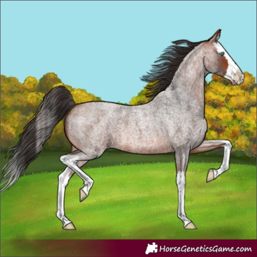 Horse Color:Bay Roan Splash 