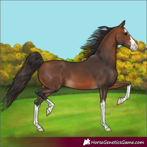 Horse Color:Bay Splash