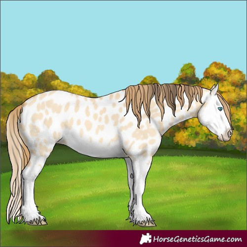 Horse Color:Amber Cream Champagne Dun Splash Appaloosa 