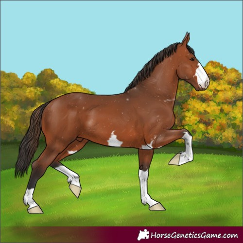 Horse Color:Bay 