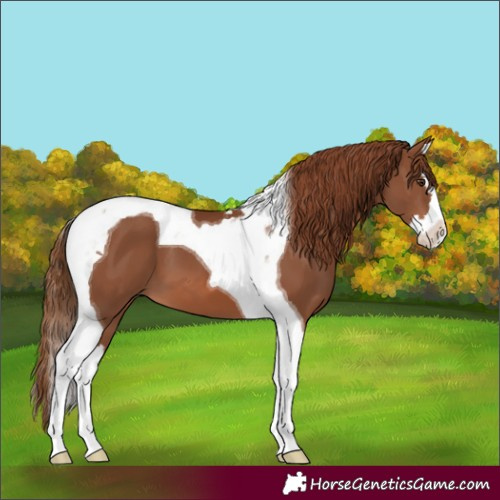 Horse Color:Chestnut Splash Tobiano 